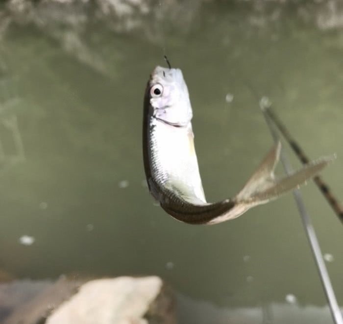 『名贵』瀑布溪流探钓,野钓名贵溪水石斑鱼,钓获60多条马口鱼和石斑鱼