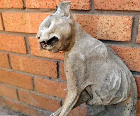 英男子在屋顶发现死了30年的猫 已成干尸木乃伊