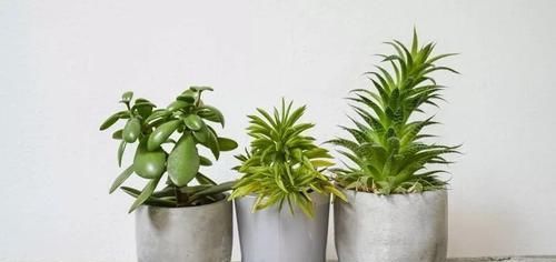  『家里』养在家里的盆栽植物不注意定期清洁，难怪怎么养都养不好