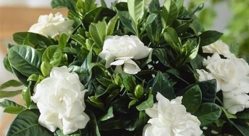  机器：4种“开花机器”，耐热又耐晒，阳台养一盆，满屋飘“花香