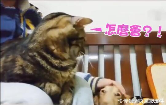 主人撸猫的时候偷偷摸了下狗狗的头,结果猫咪