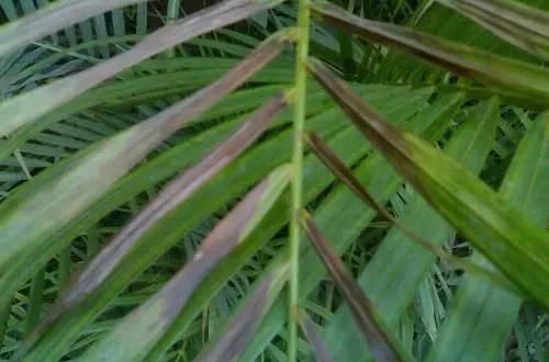 「好看」环保花卉有哪些?这三种好养好看,观赏性强!