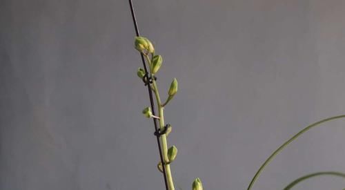  『芦头』蕙兰一苗能长几个花芽是假的？蕙兰有3个花芽需要全留还是去掉2个