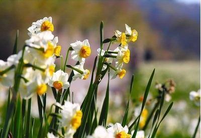 控制:水仙花开多长时间