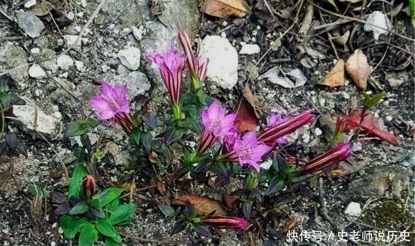  「花名」花名以“龙胆”命名，开花特漂亮，李时珍说它“定五脏杀虫毒”