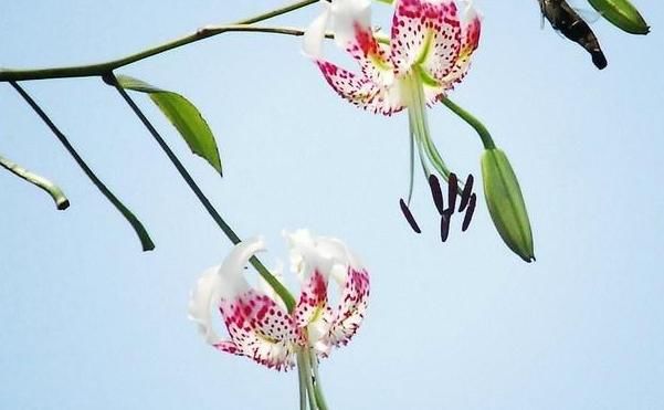 品种■清新脱俗的百合花,品种不同,花型不同,喜欢就种植起来吧