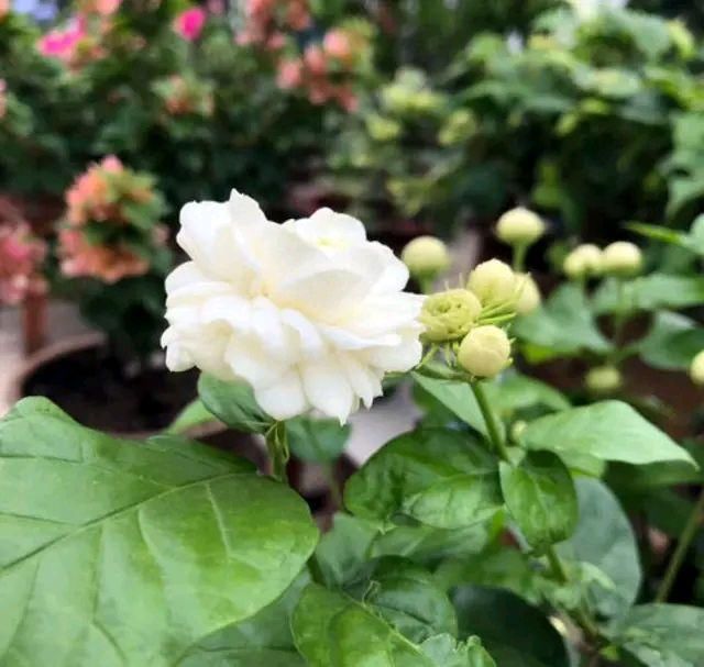 桩头:开春发芽的茉莉花小老桩头,重剪造型一个月还不长新芽?