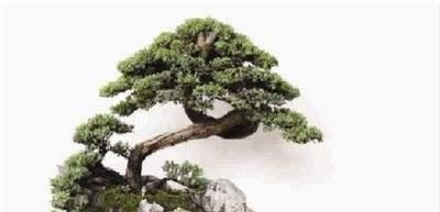  #海派#海派盆景的特点是怎么形成的？飘若淡然，恬静娴雅！
