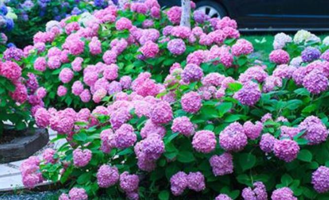  『凤仙花』春天就养4种花，扔土里就能开花，特别适合养花新手！