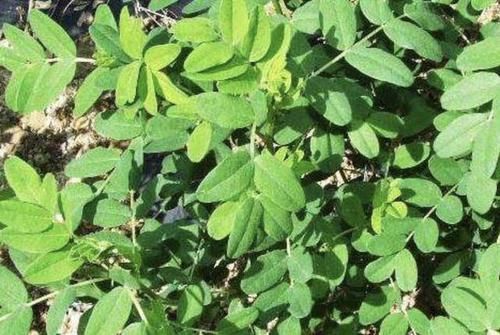  『植物』山上1种珍贵的“杂草”，常被称为“黄芪”，不要乱去挖，要保护