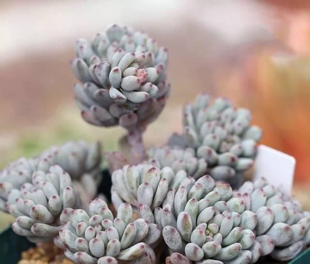  『灰尘』植物叶片脏了，这样清洗，让叶片翠绿有光泽！