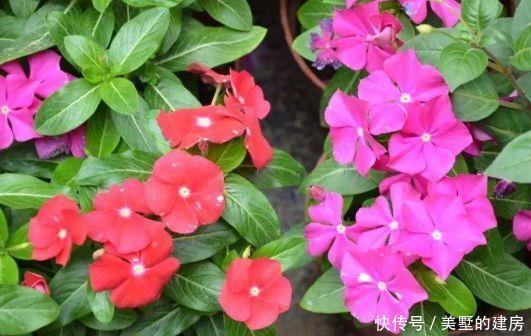 『家里』盛夏在家里养花,就选花期长花色艳,开花漂亮能爆盆的几种花