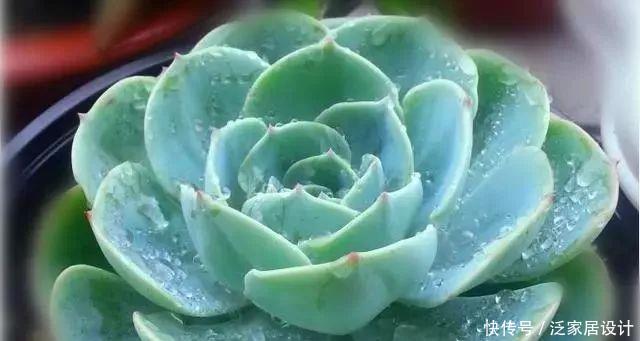  种植经验■多肉玉蝶养活不难，养美要下一番功夫