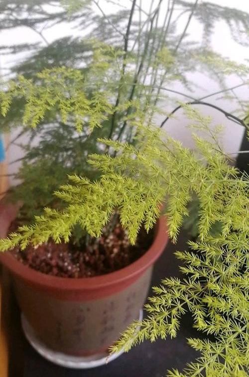  「哪种」文竹，云竹哪种好？云竹代表品味，文竹代表高雅，云竹更美观