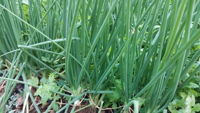  分蘖生长@种植的香葱要想产量高品质好，都离不开这些技术细节，