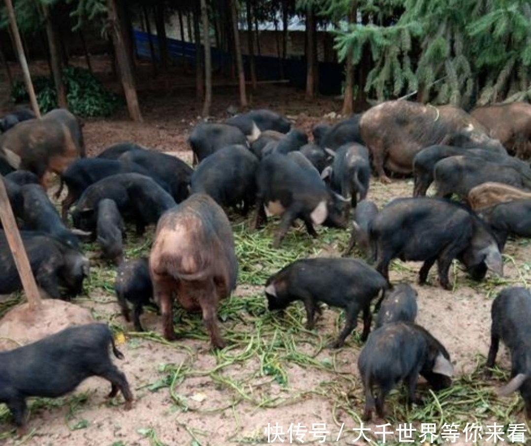 绿色养殖:生态养殖引领未来畜牧业