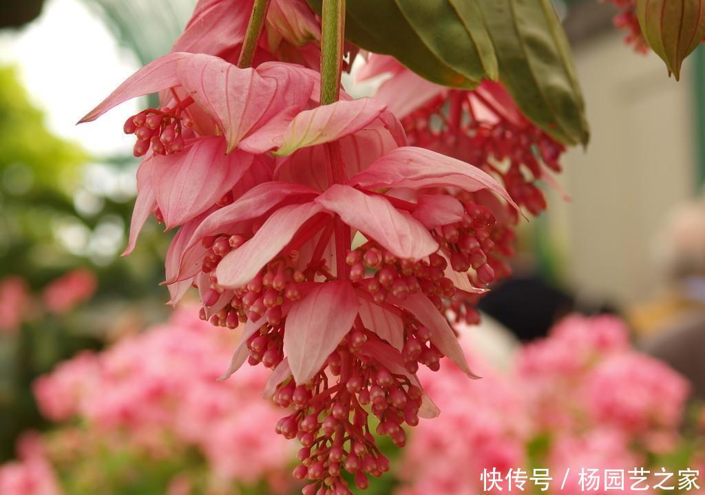  别致@3种“女神花”，花大色艳很别致，高贵雅致很漂亮，谁见谁喜欢