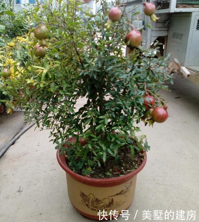 花大果■石榴盆栽怎么养?做到“2点”,花大果多,花美果子甜