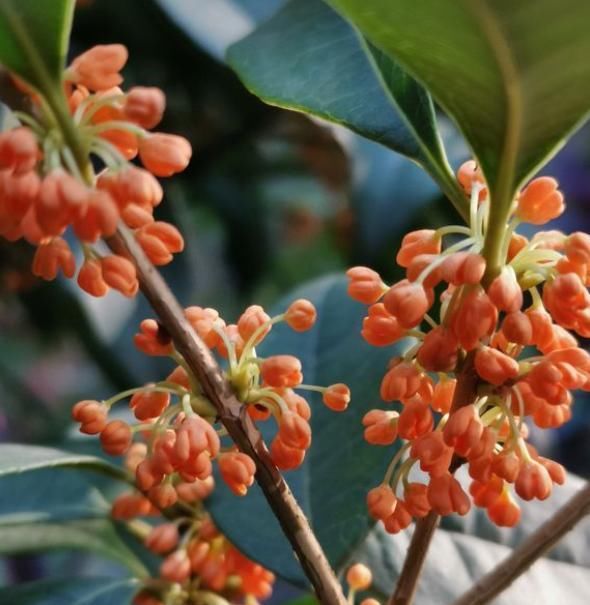 #长出#养了几年的桂花就是不开花？今天来“分析”一下，影响开花的原因