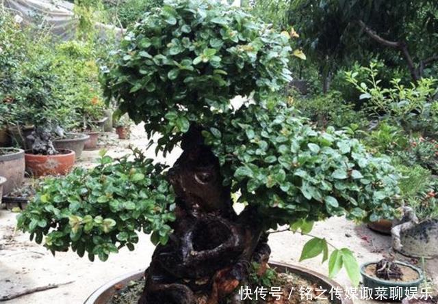 『增值』陈大姐将“3种树桩”捡回家,种植起来变“盆景”,开始增值!
