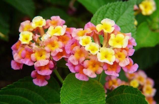 「阳台」养花就养3种“开花机器”,开花爆盆花量大,阳台宛如人间仙境