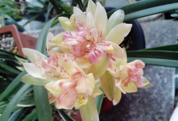  【费事】“5种花”特别适合阳台养，简单好养、开花多，不费事就能养好！