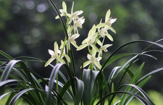 「贴梗海棠」这9种花原来可以吃?仙人掌可以吃,芦荟可以 “炒”?