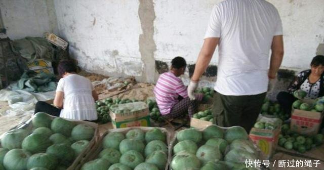 农民放弃西瓜种植改种它，亩产4500公斤，收购价每公斤2元