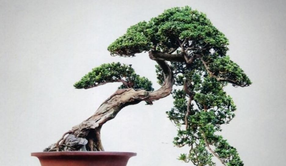 打造■小罗汉松长成“盆景”,需要掌握这“4点”,才能加快速成长