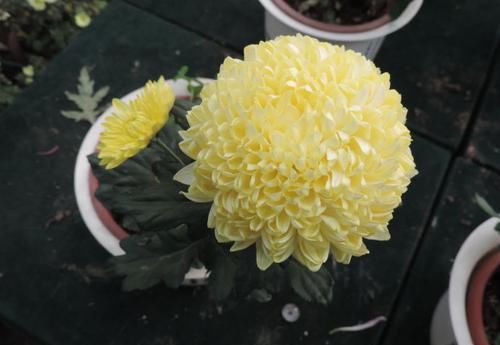  「亮睛」喜欢菊花，不如养盆“珍品名菊”黄金麦穗，似金色绣球，夺目亮睛