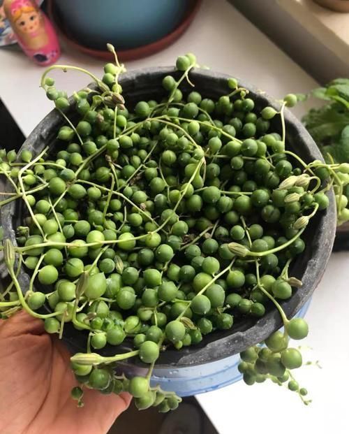  吊兰快速■养珍珠吊兰，公园挖点腐叶土，珠子圆润饱满，30天长到1米长