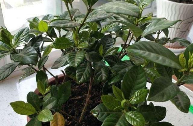  栀子花|养栀子花，2种肥水要常用，长得旺、叶子绿，开花更多