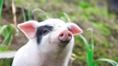  [猪肉]猪肉涨到20一斤，意味着什么？这篇文章说出了不同人的心