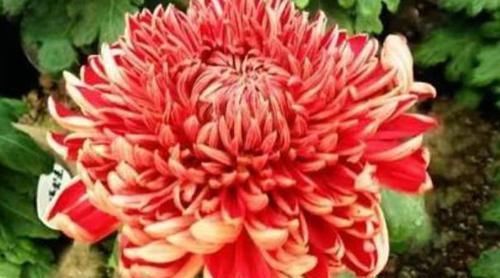  『秀丽』喜欢菊花，那就养”高端名菊“徐妃醉妆，如秀丽妆容，清奇典雅