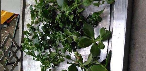  『枝繁叶茂』养玉树的一个小窍门，长得枝繁叶茂又开花，一盆能养好多棵