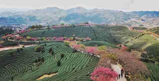  圣地■大陆阿里山，中国最美赏樱圣地，堪比日本樱花，游客慕名而来