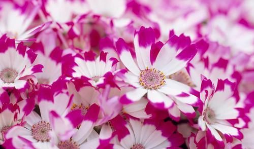  『轻松』轻松做到3点方法，荷兰四季菊养护容易爆盆没商量