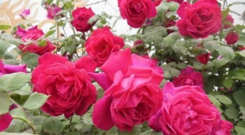  [喜欢]“十大名花”中排名前6的花，家里养1盆，大气、上档次，你喜欢吗
