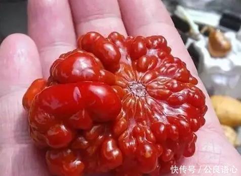  [葫芦]这是文玩高手，疙瘩葫芦被盘玩得红透了