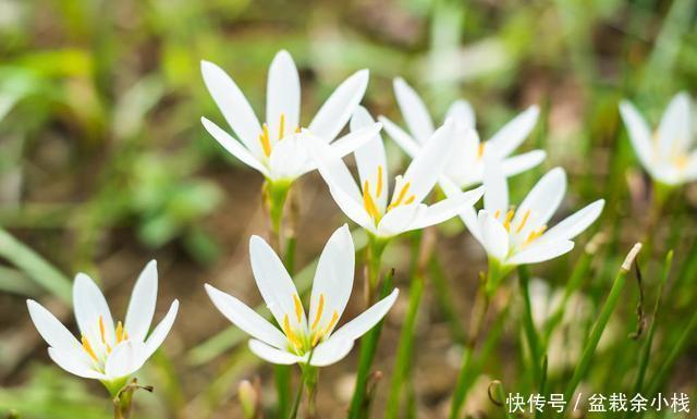  葱兰|一种像葱却是花的植物,还很好养活：葱兰的养殖方法
