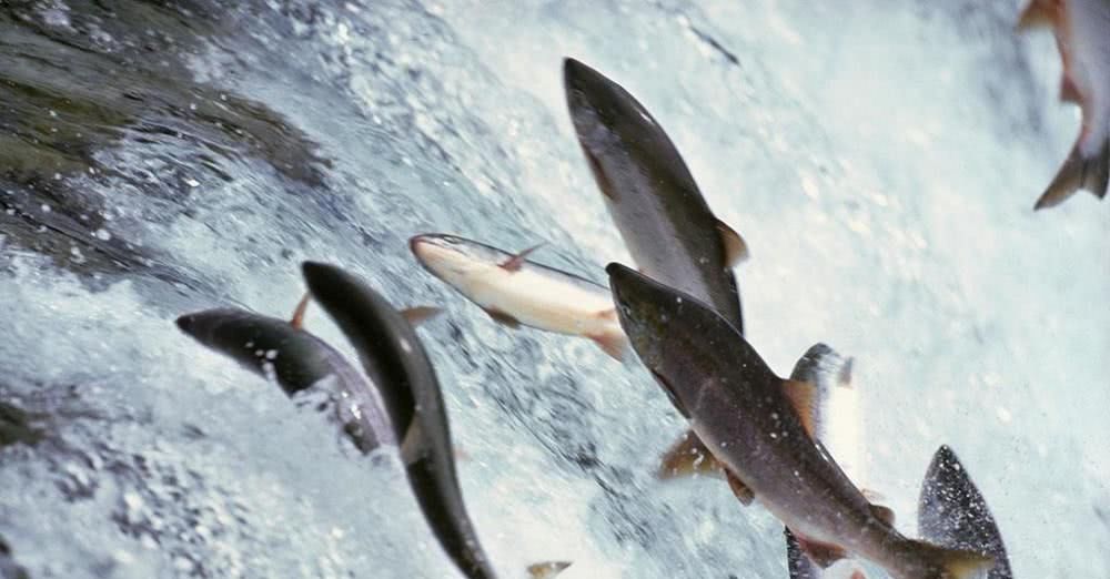 无法在海水中存活，那么当黄河流入大海后，河中的鱼都去哪里了？