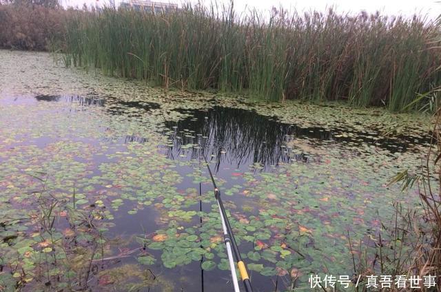  『子线』天气一冷，子线就该这样用，大鲫鱼分分钟上钩