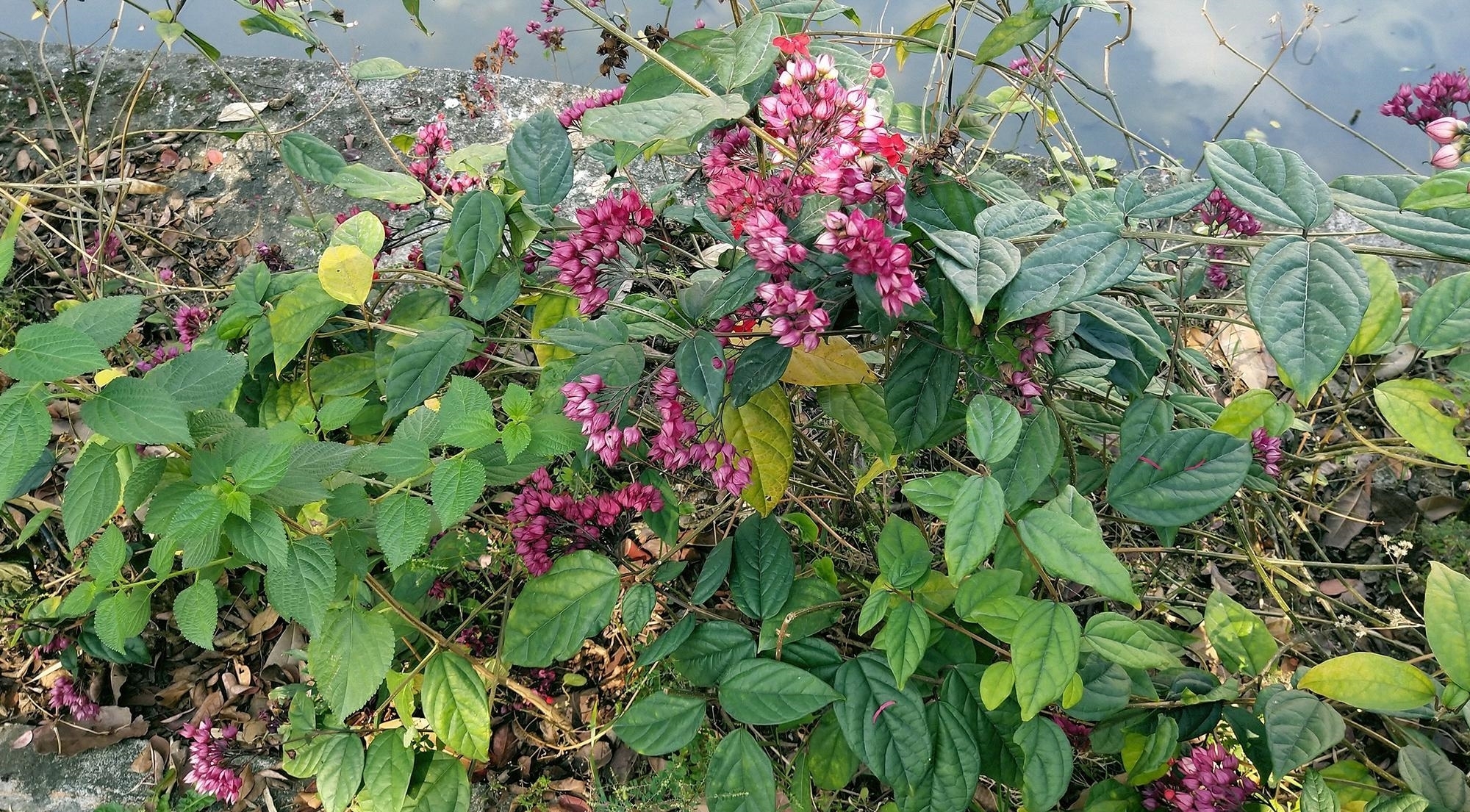  龙吐珠：田边一种野花，常被农民当害草除，殊不知是价值珍贵的