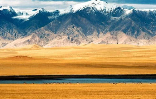 中国最大无人区：海拔6000多米人类难以存活，野生动物的天堂