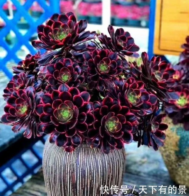 丽姐|丽姐说花卉:多肉植物容易掉叶子怎么回事?