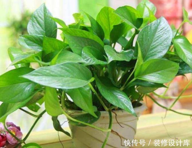 『绿萝』人养花,花也养人,“3种花”家养里,空气清新,还有助于睡眠!