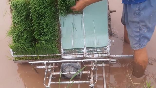 小伙发明“背式”插秧机，一个小时插秧2亩地，成本200元