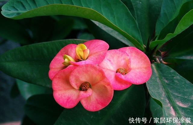 『花形』养花就养此3种,好养易活花量大,花形奇特非常生动,漂亮极了