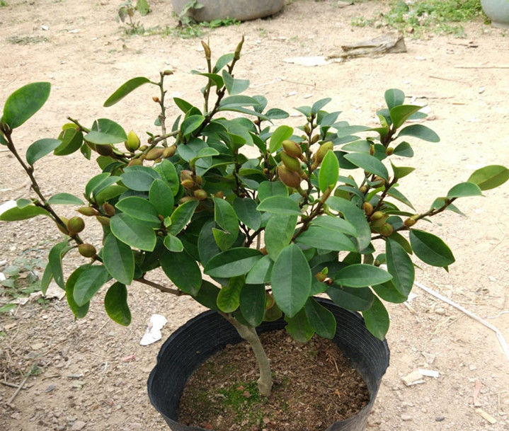  『花香』养盆花中精品含笑花，苞润如玉，树枝优雅，花香四溢，沁人心脾