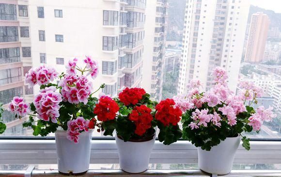  『泡茶』春天养盆“迷迭香”,能当菜能泡茶,夏天还能“驱蚊子”,真好